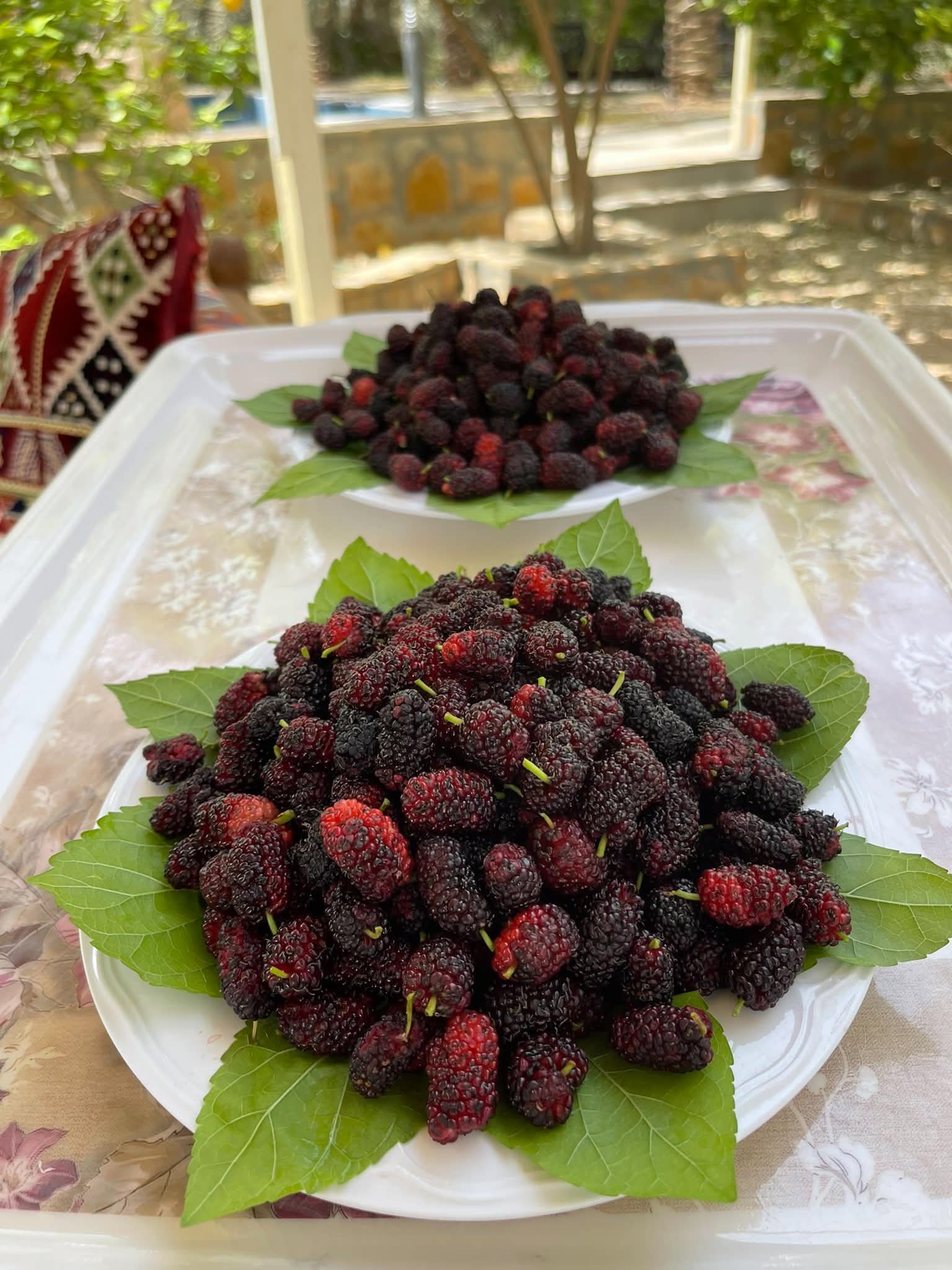 التوت الفاخر - 5 كيلو صافي